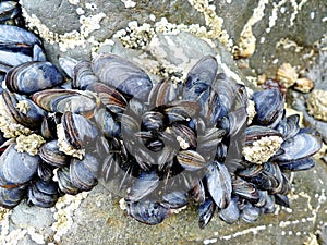 eatable mussels on a stones