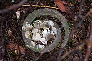 Eaten bird`s egg. Shattered green egg of a bird.