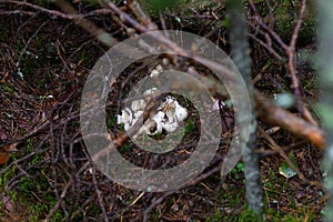 Eaten bird`s egg. Shattered green egg of a bird. Cracked bird egg