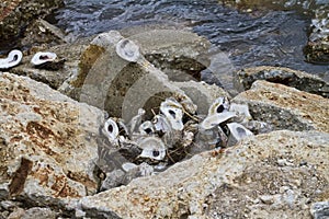 Eaten Oyster Shells at Lake Pontchartrain 2