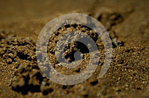 Spent red pepper with bugs