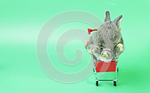 Eater animal or shopping concept. New born baby grey rabbits bunny sleeping on mini red shopping cart over isolated green