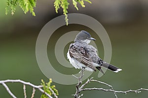 Eatern Kingbird perched on a cedar tree branch photo