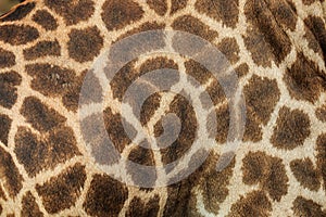 Eather giraffe,leather,giraffe,textured skin of giraffe, textured skin .