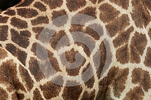 Eather giraffe,leather,giraffe,textured skin of giraffe, textured skin .