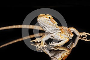 eatherback smooth bearded dragon Pogona vitticeps australian lizard standing on isolated black background with reflections