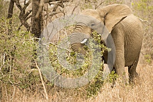 Eating Africal Elephant