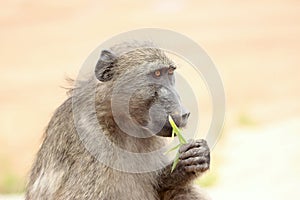 Eating baboon on safari in Krugerpark in South Africa