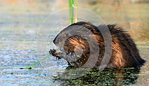 Eating Beaver