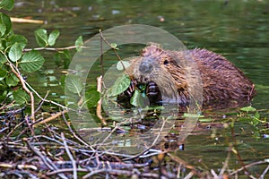 Eating Beaver