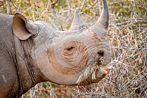 Eating Black rhino in the Kruger National Park, South Africa.