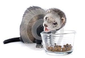 Eating brown ferret