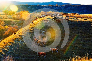 The eating cattle on the hillside sunset