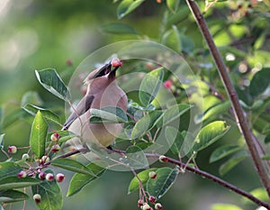 Eating Cedar Waxwing