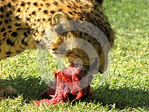 Eating cheetah