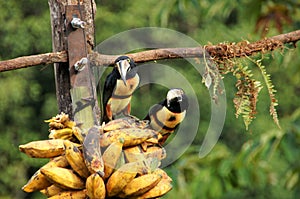 Eating Collared Aracari - Costa Rica