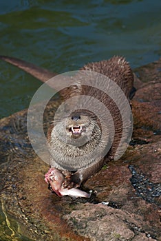 Eating common otter