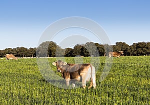 Eating cow in the field