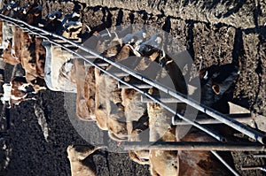 Line of cows eating hat on a sunny day