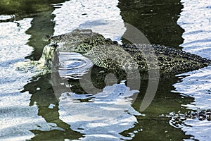 Eating Cuban crocodile Crocodylus Rhombifer is a small species of crocodile endemic to Cuba - Peninsula de Zapata National Park,