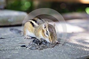 Eating a feast