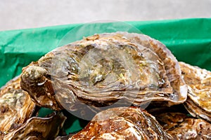 Eating of fresh big raw fine de claires vertes green french oysters from Marennes-Oleron