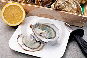 Eating of fresh big raw fine de claires vertes green french oysters from Marennes-Oleron