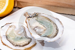 Eating of fresh big raw fine de claires vertes green french oysters from Marennes-Oleron