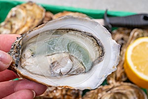 Eating of fresh big raw fine de claires vertes green french oysters from Marennes-Oleron