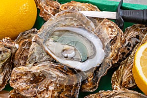 Eating of fresh big raw fine de claires vertes green french oysters from Marennes-Oleron