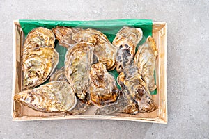 Eating of fresh big raw fine de claires vertes green french oysters from Marennes-Oleron