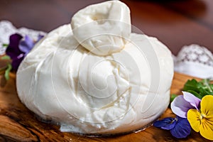 Eating of fresh handmade soft Italian cheese from Puglia, white balls of burrata foglia saporosa or burratina cheese made from