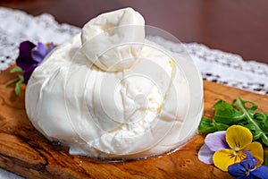 Eating of fresh handmade soft Italian cheese from Puglia, white balls of burrata foglia saporosa or burratina cheese made from photo