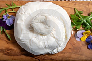 Eating of fresh handmade soft Italian cheese from Puglia, white balls of burrata foglia saporosa or burratina cheese made from photo