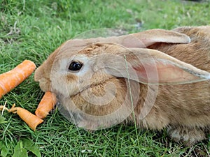 Eating fresh wortel in a garden photo