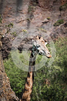 Eating giraffe on safari wild drive