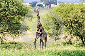 Eating giraffe in the Tarangire Park, Tanzania