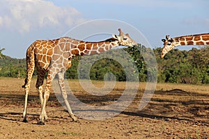 Eating giraffes on savannah