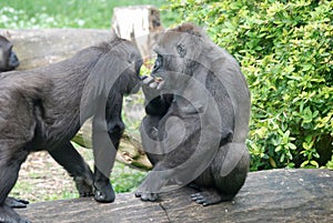 Eating gorillas photo