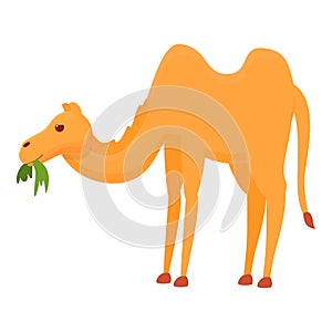 Eating grass camel icon, cartoon style