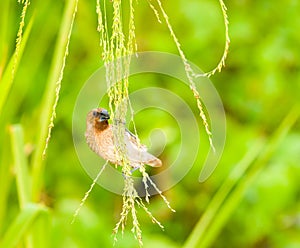 Eating Grass Seeds