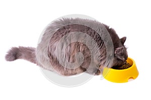 Comer gris gato 