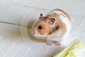 Eating hamster on white boards