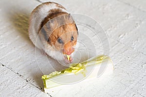 Eating hamster on white boards