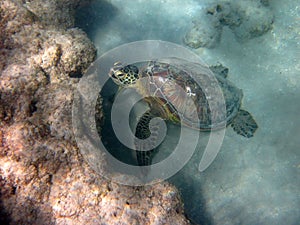 Eating Hawaiian Sea Turtle Honu