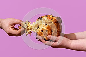 Eating homemade panettone, isolated on a purple background