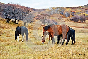 The eating horses on the grassland