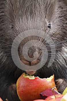 Eating Indian crested porcupine