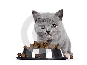 Eating kitten on white background