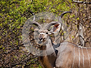 Eating kudu antelope